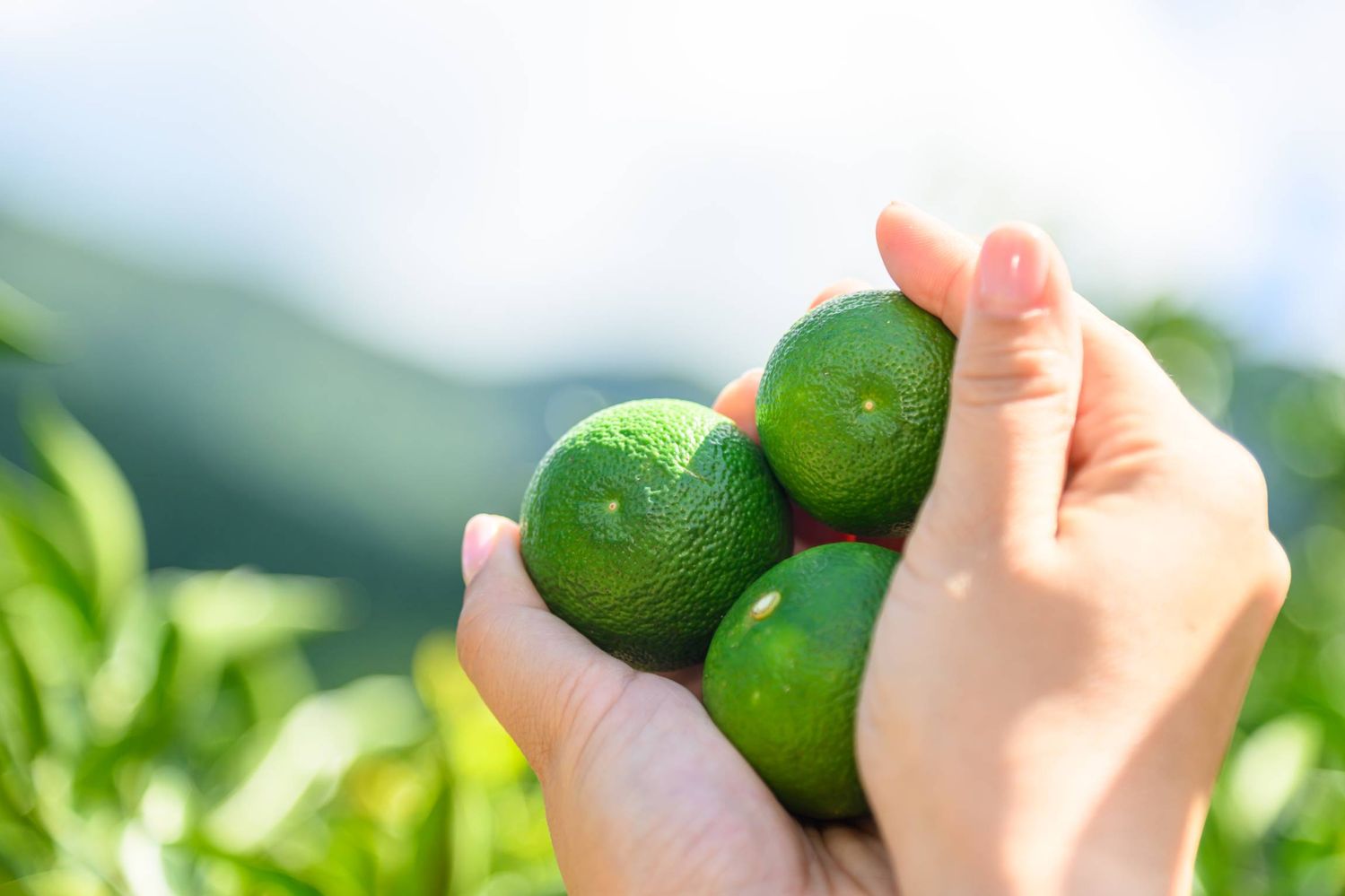 すだちを手で持っている