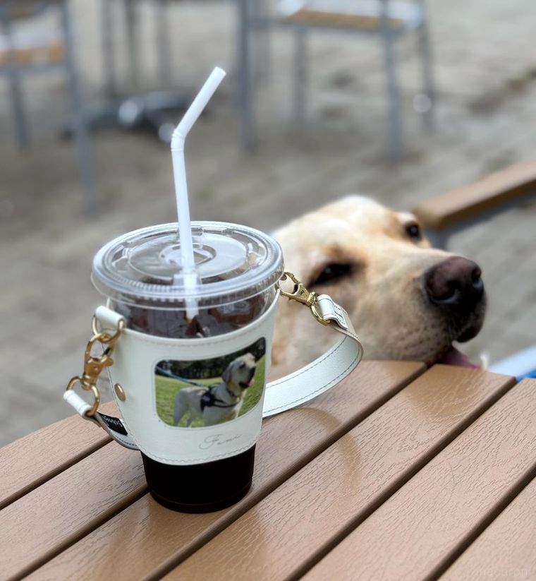 テーブルに置いたカップホルダーと犬