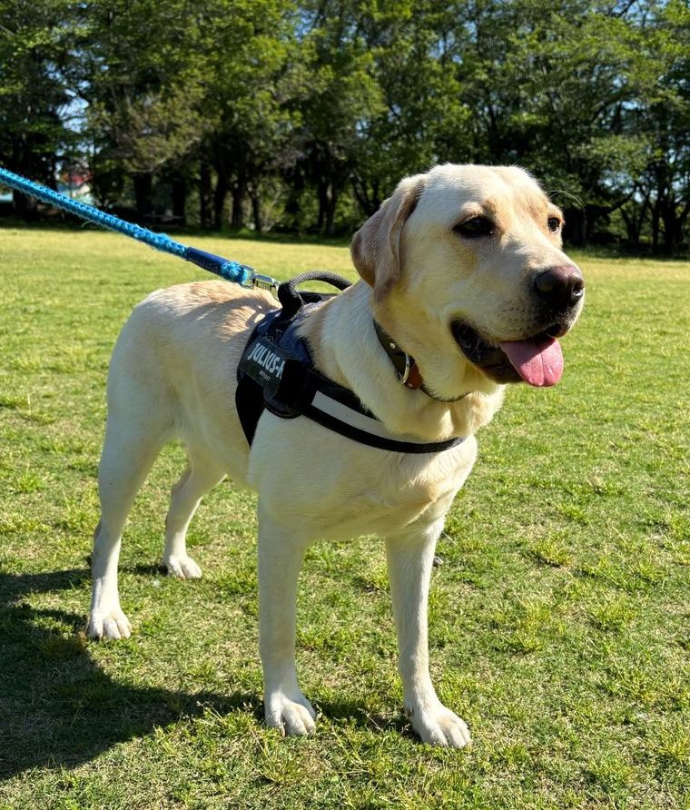 公園で散歩する犬