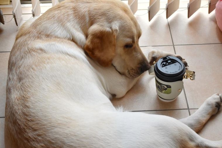 床に置いたカップホルダーと横たわる犬