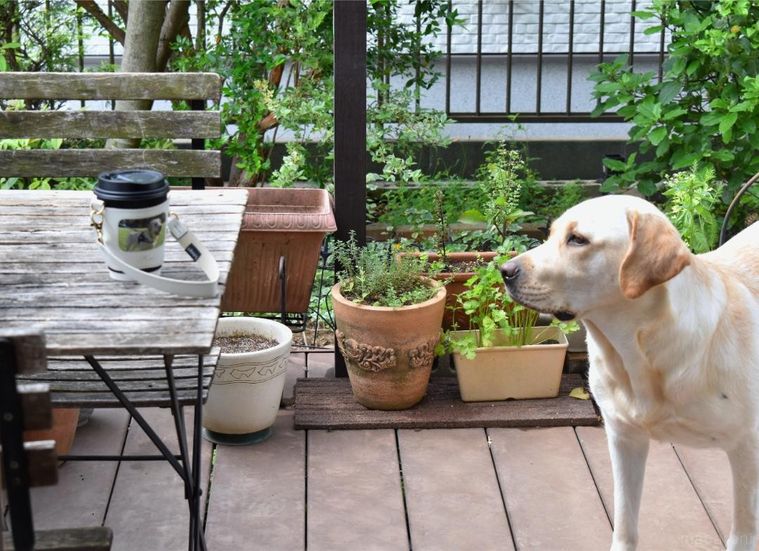 庭のテーブルに置いたカップホルダーと犬