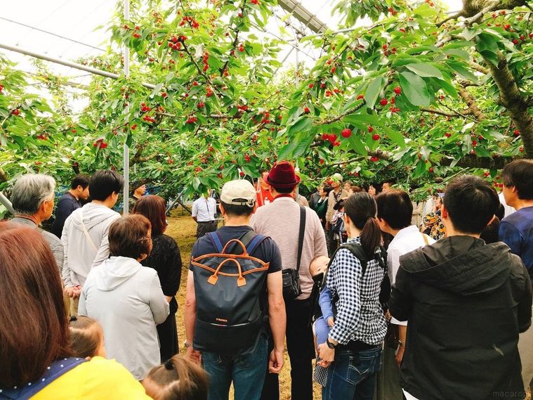 さくらんぼ狩り