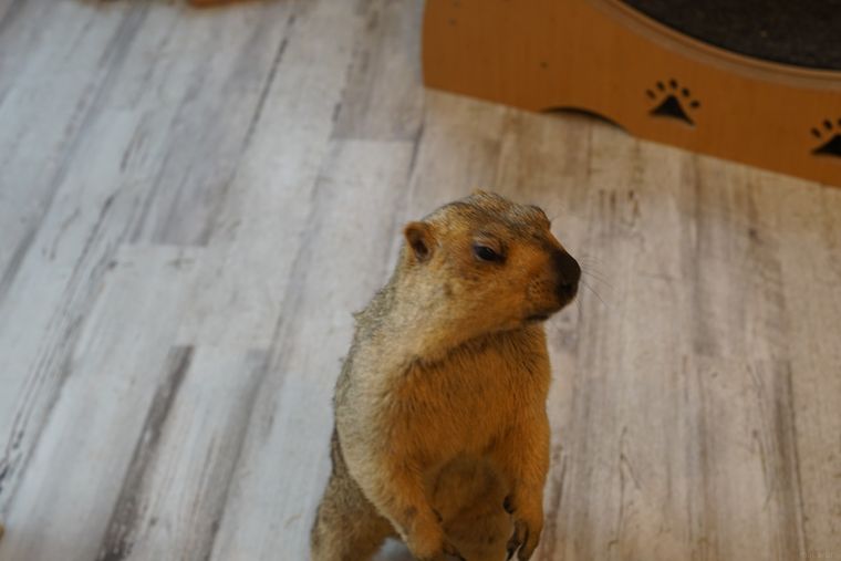 ボーっとするマーモット