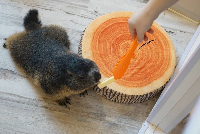 トングを使ってさつまいもスティックをマーモットにあげている様子