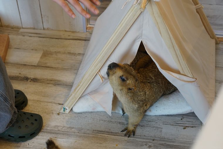 テントから出てくるマーモット
