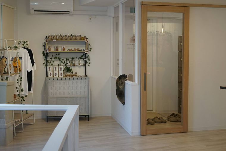 窓の縁によじ登るマーモット