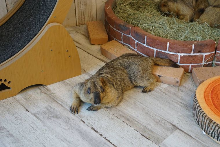 マーモット村でくつろぐマーモット