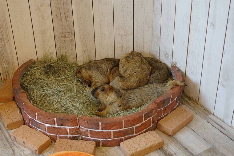 身体を寄せ合って寝ているマーモット