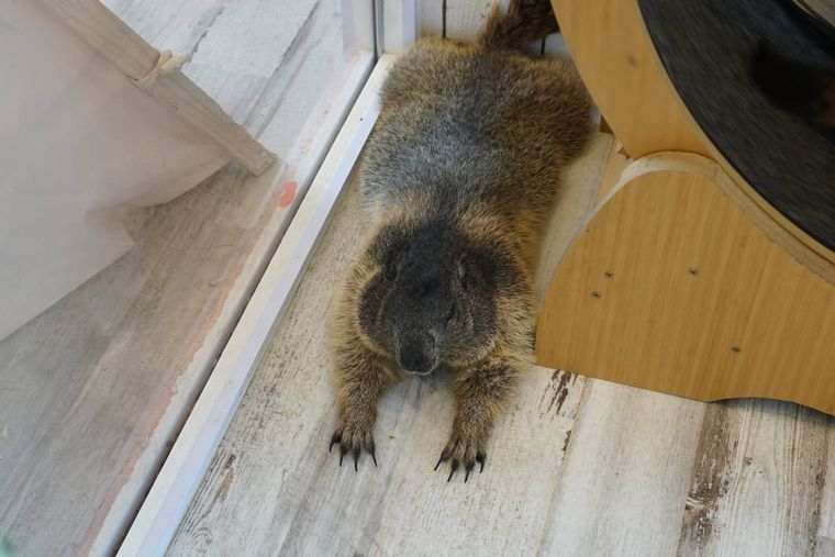 マーモット村店内でくつろぐマーモットの様子