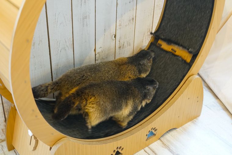 走るマーモット