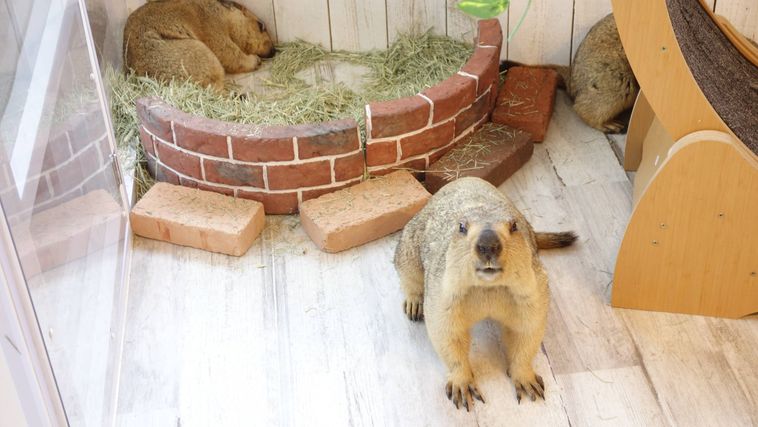 こちらを見るマーモット