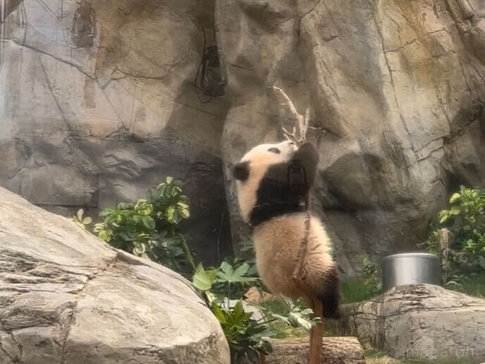 よじ登ろうとしているパンダ