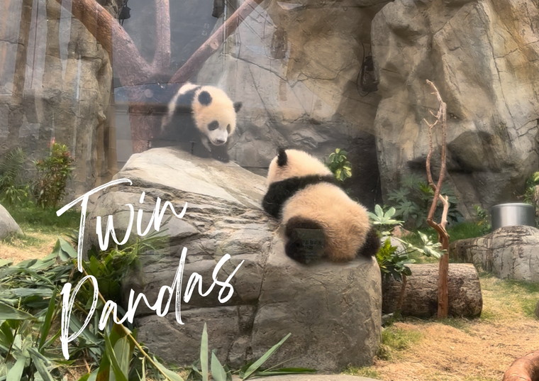 双子のパンダ