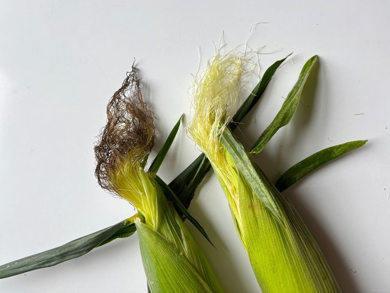 こげ茶色のひげと、まだ緑色のひげの比較写真