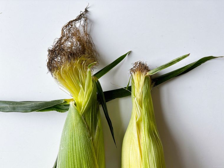 ひげがフサフサで多いとうもろこしと、少ないものの比較写真