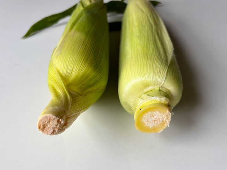 茶色く乾いた切り口と白くきれいな切り口の比較写真