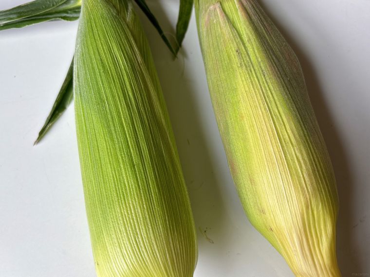 鮮やかな緑色の皮と、枯れた皮のとうもろこしの比較写真