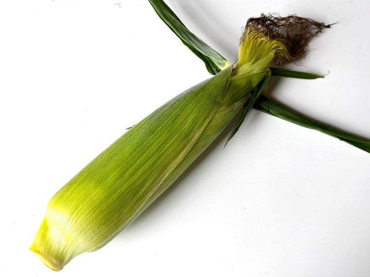 皮に包まれたとうもろこし