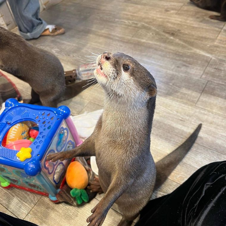 カワウソカフェ ハリー原宿テラス店のカワウソ