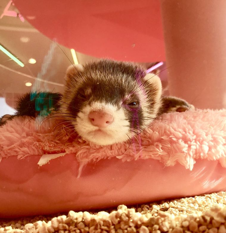 原宿かわいい動物園のフェレット