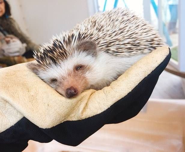 ハリネズミカフェ ハッピーのハリネズミ