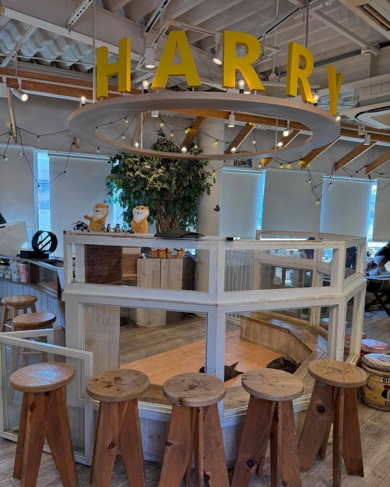 カワウソカフェ ハリー原宿テラス店の店内