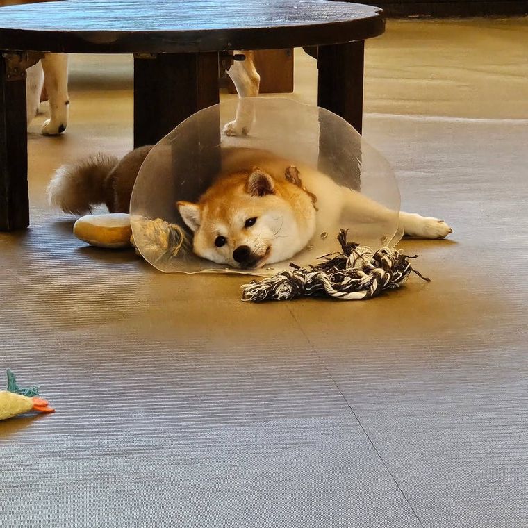 原宿乃豆柴カフェにいる柴犬