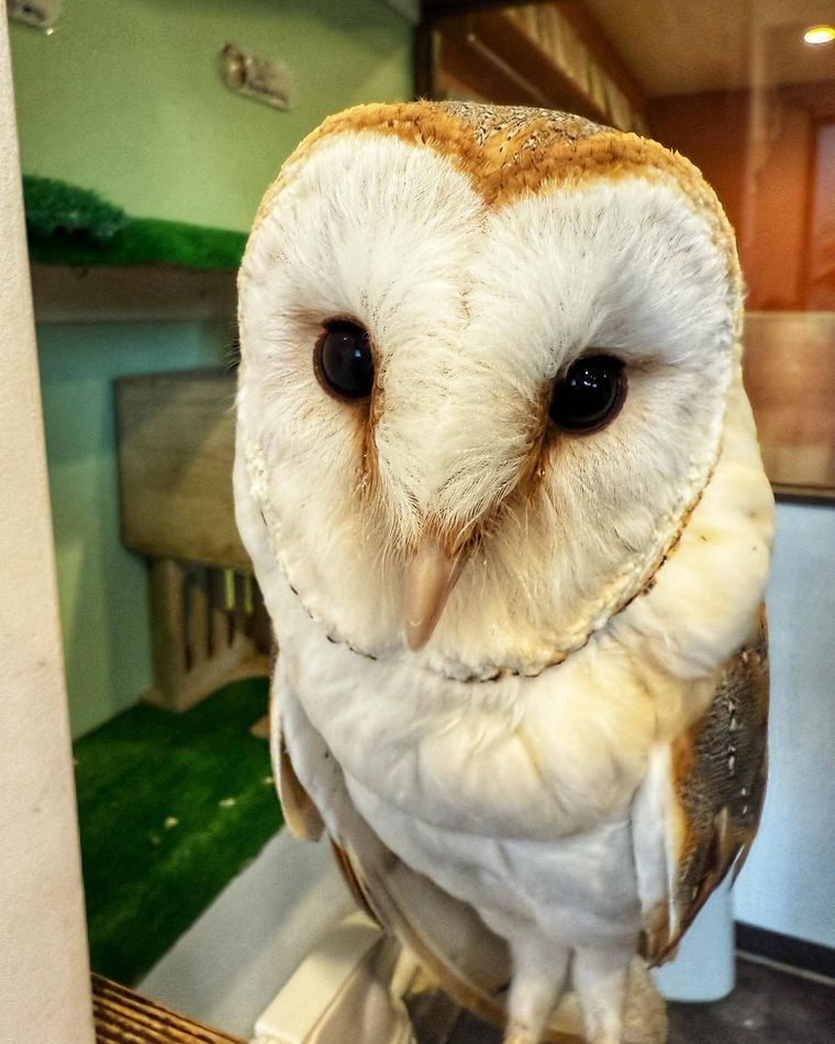 フクロウの里 原宿店にいるフクロウ