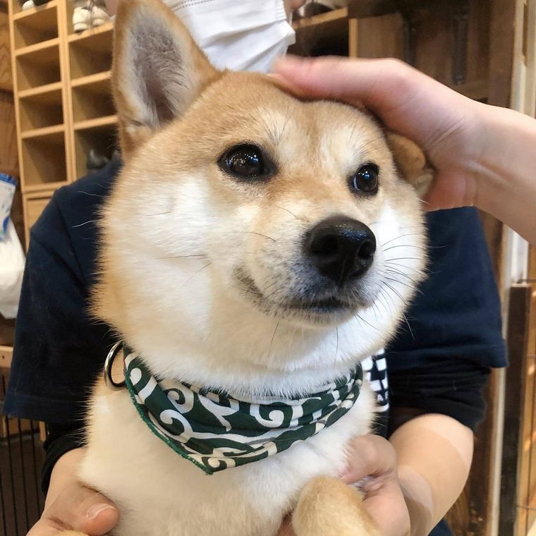 原宿乃豆柴カフェのにいる柴犬