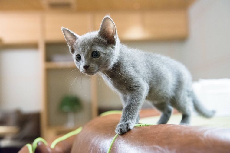 猫カフェ モカ 原宿店の猫