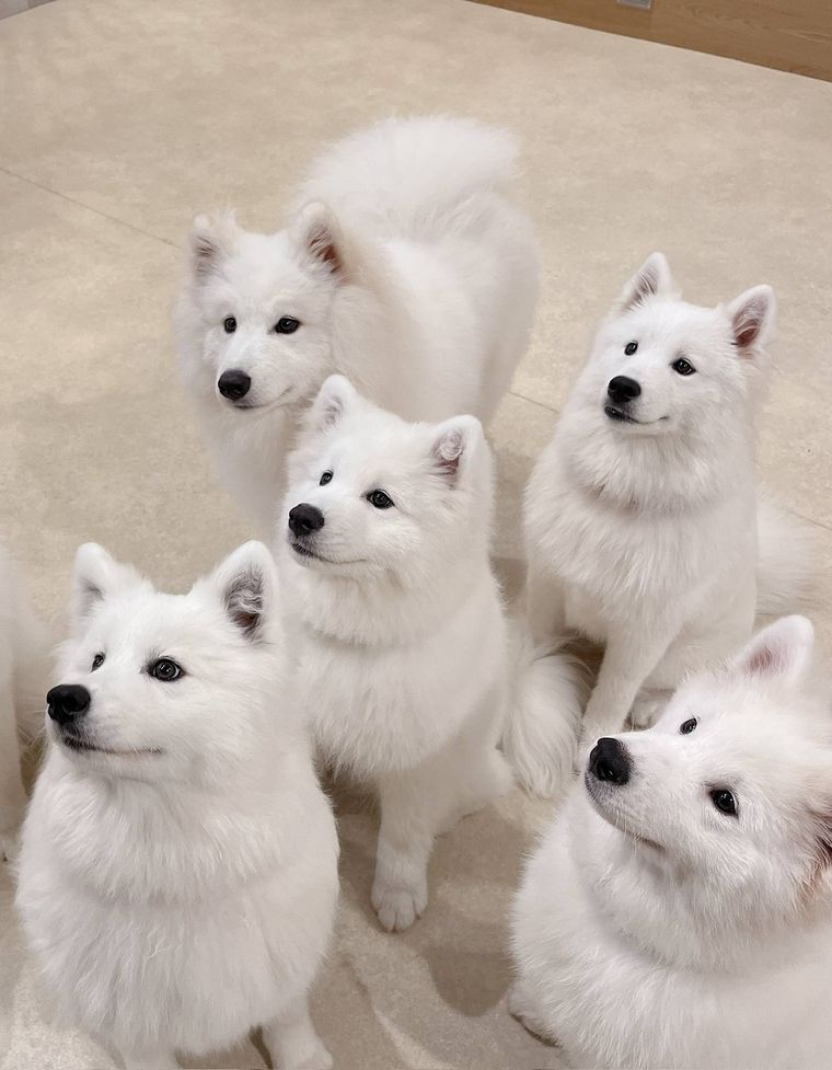 サモエドカフェ モフ 原宿店にいる白い犬たち