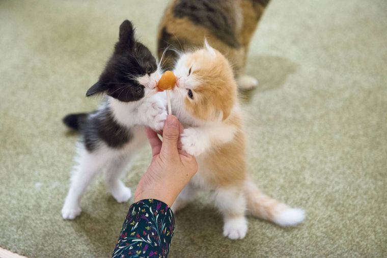 動物カフェにいる猫