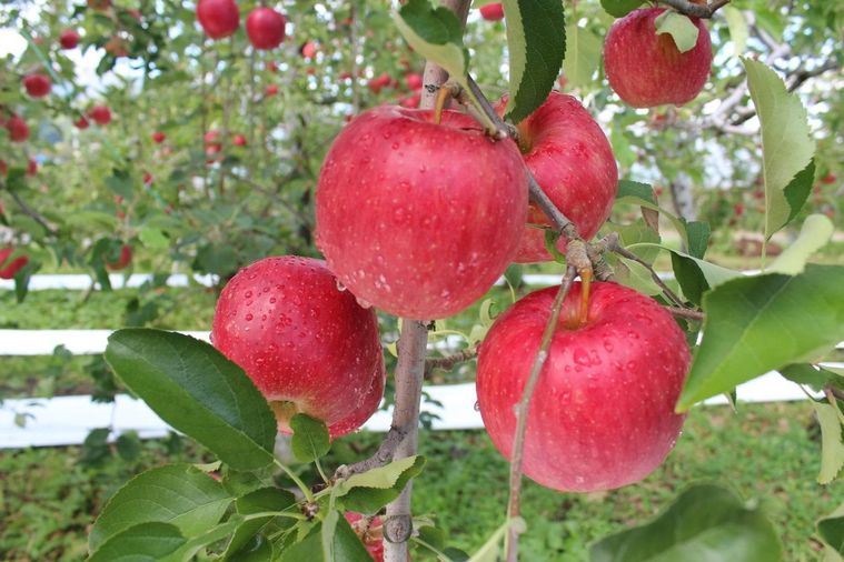 商品の特徴と味わい