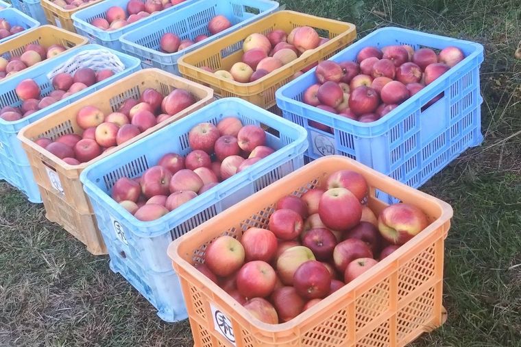 商品の特徴と味わい