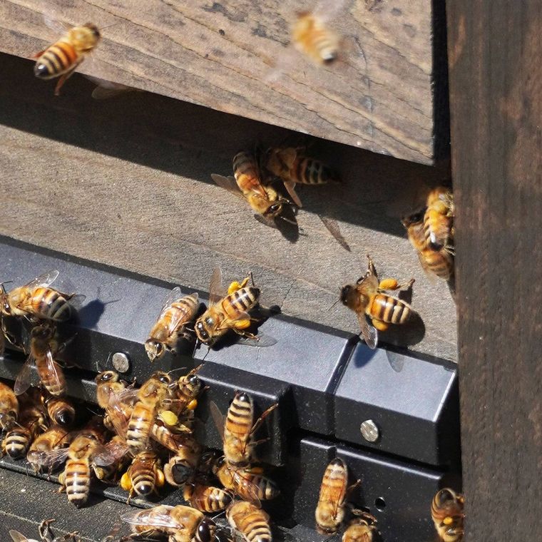 1. 東京はちみつ東京エリア限定2