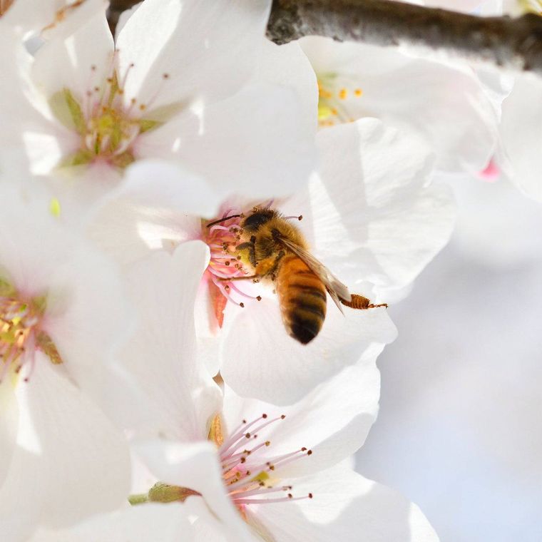1. 東京はちみつ東京エリア限定3