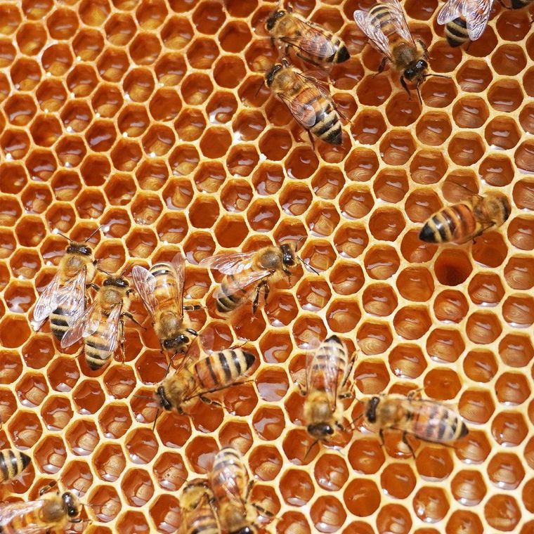 1. 東京はちみつ東京エリア限定5