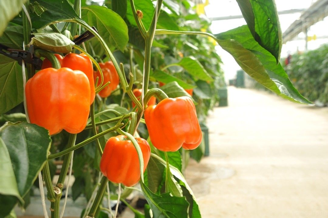 パプリカが実っている画像