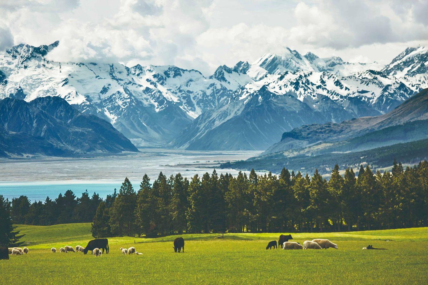 ニュージーランドの放牧風景