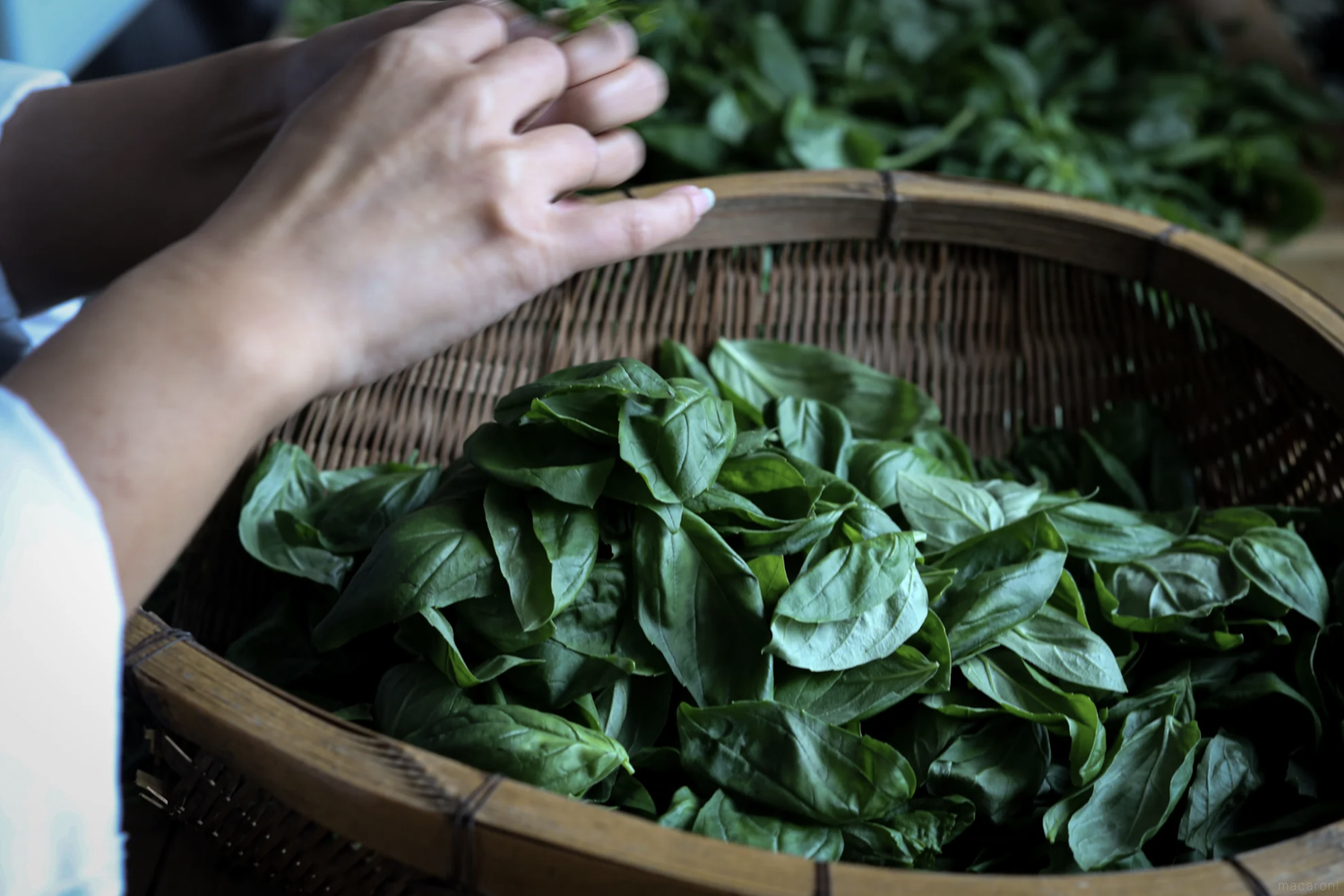 バジルを選別している様子