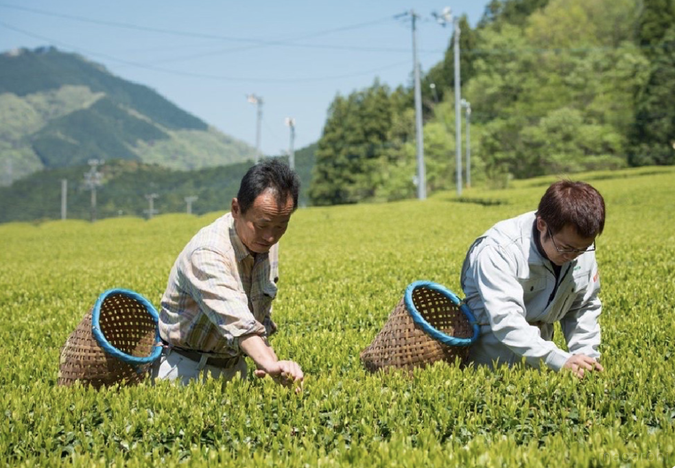 松阪の茶畑で収穫している様子