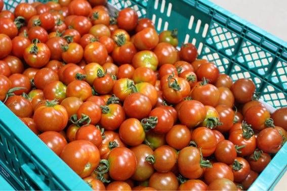 五島ルビーとは