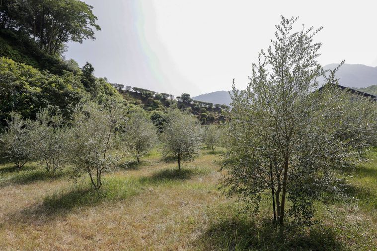 いとなみ舎のオリーブオイル