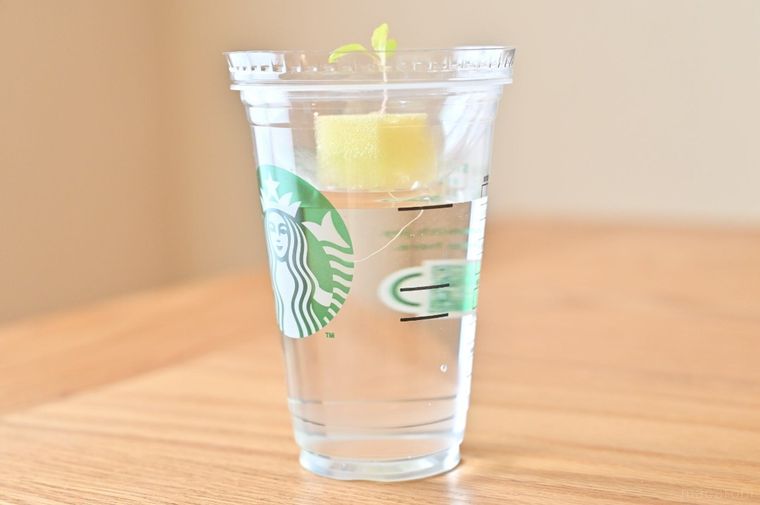 スターバックスカップに水耕栽培中の野菜をセットしている