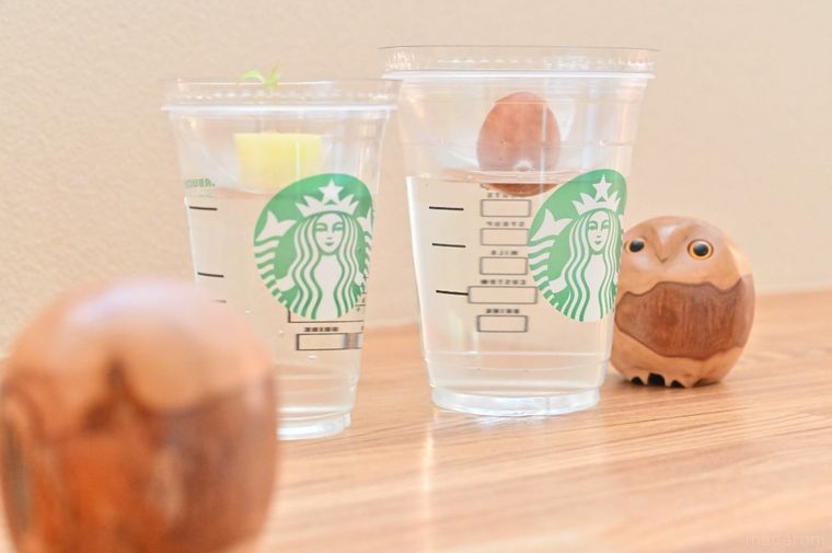 水耕栽培とふくろうの置物