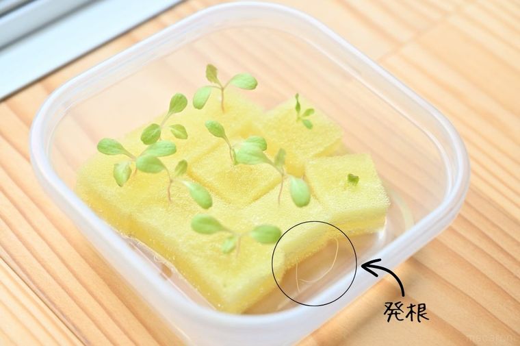 発根した水耕栽培のレタス