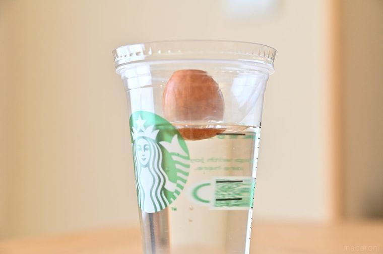 スターバックスのカップにアボカドの種を置いている