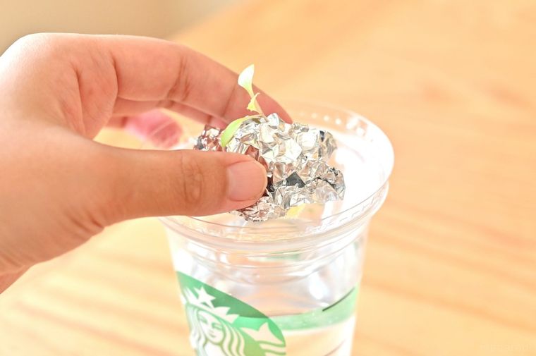 水耕栽培のスポンジにアルミホイルを巻いている