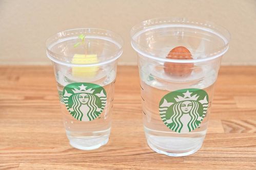 捨てる前にやってみてスタバカップで育てる水耕栽培ガイド
