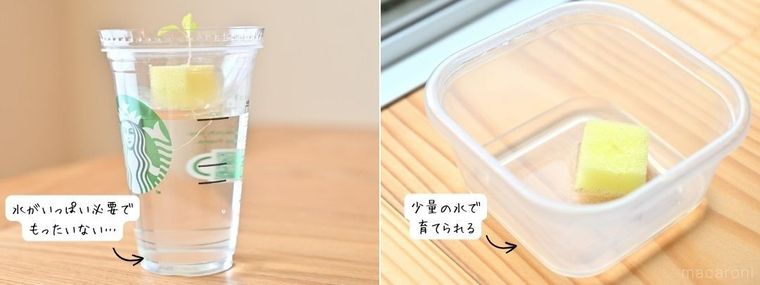 種まきをカップにした場合と容器にした場合とで比較している